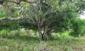 Imagem 5: Vendo excelente fazenda Nazaré das farinha