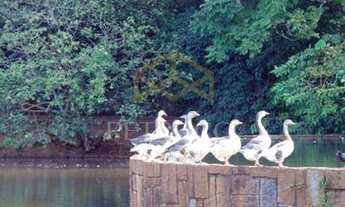 Imagem 4: Terreno - Vila Hollândia - Campinas