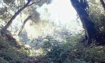 Imagem 6: Chácara 4 hectares com galpão e cascata em Riozinho, RS