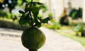 Imagem 7: Porto Alegre - Apartamento Padrão - Jardim Itu