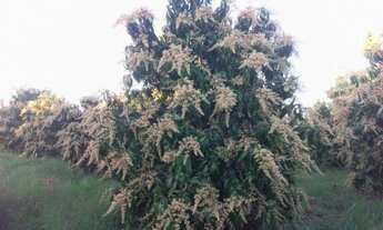 Imagem 7: Venda de lote agrícola telefone