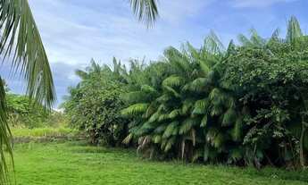 Imagem 6: Fazenda com 240 hectares em Alto Alegre / Roraima, região da Sumaúma, contendo 180 hectare