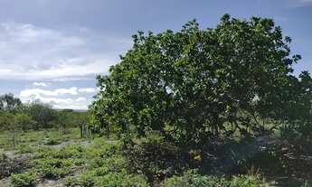 Imagem 7: Vendo Terreno localizado no Carneiro em Buíque