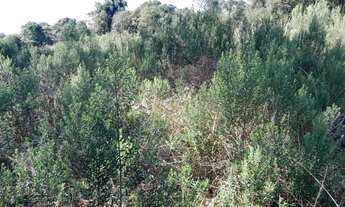 Imagem 3: Área Rural 7,72 Alqueires - 3 Barras de Cima!