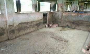 Imagem 6: Ótima Granja com 11 hectares na região de Monte Alegre estruturada