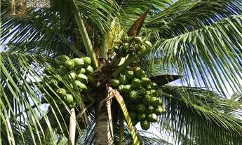 Imagem 2: Fazenda de Cacau e Coco CANAVIEIRAS - BA