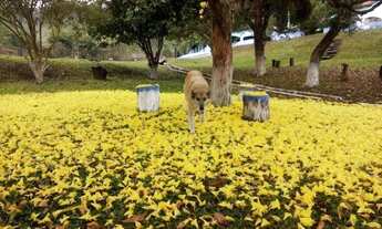 Imagem 4: Magnífica Chácara no Bairro Melos, Em Piranguçu, com 10.000 m² e Lazer Fantástico!