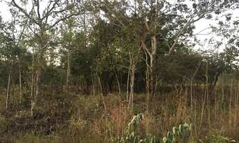 Imagem 6: Chácara em bela vista de goias