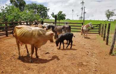 Imagem 5: Chácara à venda, 4 quartos, 1 suíte, 4 vagas, Setor Santana - Inhumas/GO