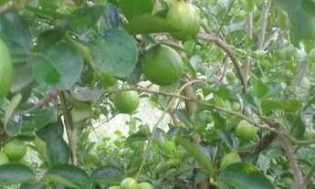 Imagem: Vendo sítio bem plantado