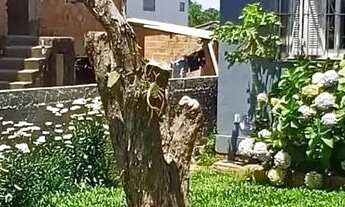 Imagem 2: Casa em Nonoai Casa com 3 dormitórios