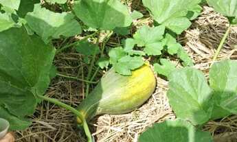 Imagem 3: Maravilhosa propriedade produtiva no sul, em pleno vapor de produção, casas e aguadas