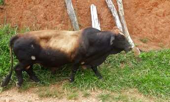 Imagem 2: Fazenda/Chácara com Pasto e Rio passando ao fundo em Bonfim/MG