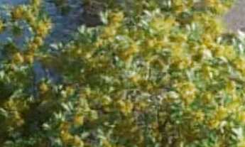 Imagem 6: Lote com valor abaixo de tabela no Aura Legano