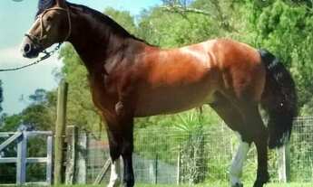 Imagem: Arrendamento e compra