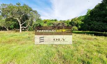 Imagem 4: Fazenda de Oportunidade - São 14 Alqueires ! Região de Goianésia-GO !