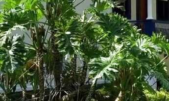 Imagem 3: Fazenda histórica bicentenária com aptidão para hotelaria