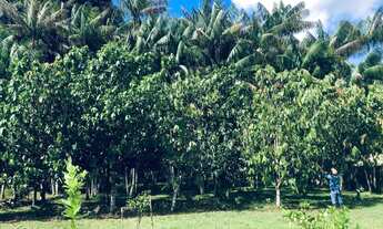 Imagem 5: Vendo sítio Benevides