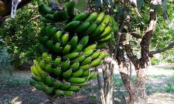 Imagem 7: JUNDIAÍ - Chácara - JARDIM TARANTELA