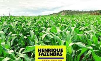 Imagem 7: Fazenda 45 km de Palmas lavoura e pecuária