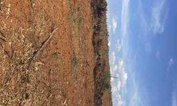 Imagem: Área para Floresta e Lavoura