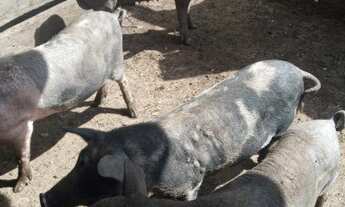 Imagem 4: Chácara a 15 KM de Brazlândia - DF na Pedra Preta Goiás