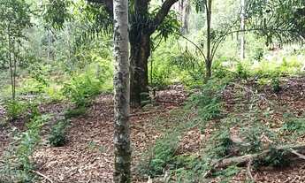 Imagem 6: Vende-se duas chácaras em Rolândia PR