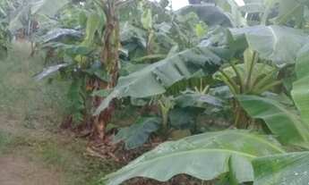 Imagem 2: Vendo sítio bem plantado