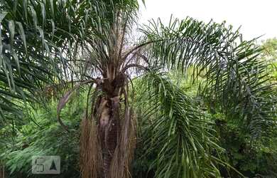 Imagem 5: Apartamento para Aluguel - Taquara, 2 Quartos, 54 m2