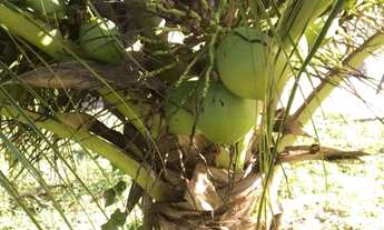 Imagem 5: Vendo sítio em Água Fria! Ótima localização