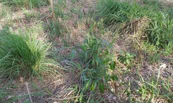 Imagem 7: 3 tarefas em PAU SECO - HUMILDES