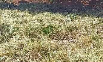 Imagem 3: Lote em Igarapé 232m² Plano com Água e Luz