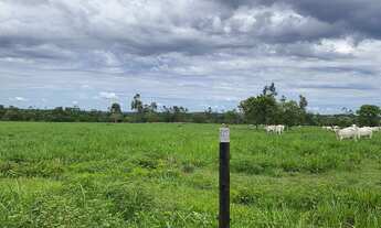 Imagem 2: Arrendo fazenda para 2 mil bezerros