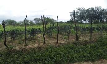 Imagem 2: Sítio as margens do rio Paraiba medindo 30 hectares