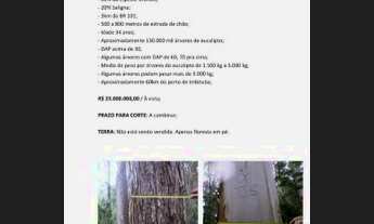 Imagem: 130 mil árvores eucalipto