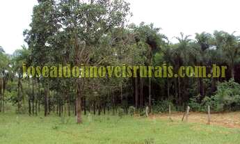 Imagem 7: Sítio 7,25 alqueires, 100% plano, formado, 19 km de Monte Alegre