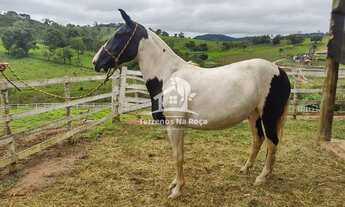 Imagem 4: Haras para venda em Piracema de 210.000 metros quadrados