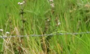 Imagem 3: Vendo fazenda em Nazaré das farinha
