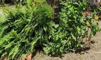 Imagem: Aluguel de casa em ótima localização