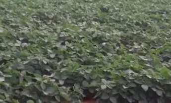 Imagem: Vende-se uma excelente fazenda de 180 hectares