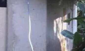 Imagem 4: Chácara com 1 dormitório à venda, 1000 m² por R$ 515.000,00 - Botujuru - São Bernardo do C