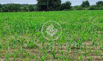 Imagem 4: Linda propriedade em Jangada MT a venda, com 250 hectares, terra de primeira! Próximo da c