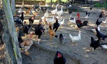 Imagem 6: Vende-se fazenda porteira fechada em mucajai