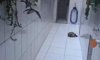 Imagem 5: Casa grande Casa com 4 dormitórios