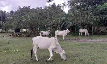 Imagem 4: Fazenda à venda em salvaterra com 1.000 hectares, documentada, Pará