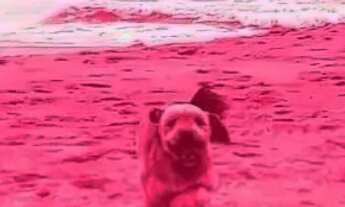 Imagem 5: Casa 03 quartos e 01 suíte em Vargem pequena- Florianópolis- sc