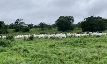 Imagem 7: Fazenda à Venda, 177 Alqueires Campos Belos - GO