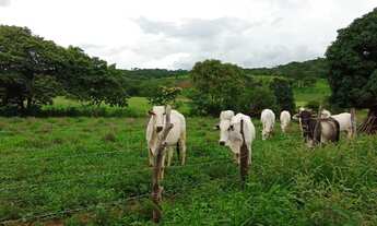 Imagem 6: Preço de Chácara...sitio produtivo.. Poço Próprio.. Espaço Criação de Animais..