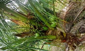 Imagem: Sitio am 010 km52