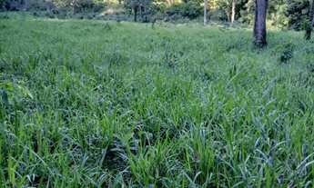 Imagem 4: Sítio 49 hectares